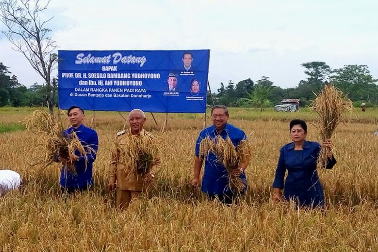 Susilo Bambang Yudhoyono, Ani Yudhoyono, Edhie Baskoro Yudhoyono, dan Bupati Sleman Sri Purnomo saat secara simbolis memanen padi sebagai awal panen raya padi di Dusun Bantarjo dan Dusun Bakalan Donoharjo, Ngaglik, Sleman.