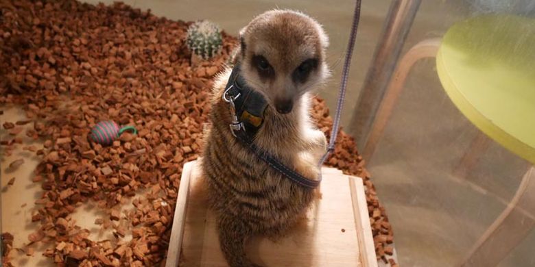 Meerkat, binatang mamalia favorit pengunjung di Moff animal cafe cabang Aeon Mall Makuhari Shintoshin di Prefektur Chiba, Jepang.