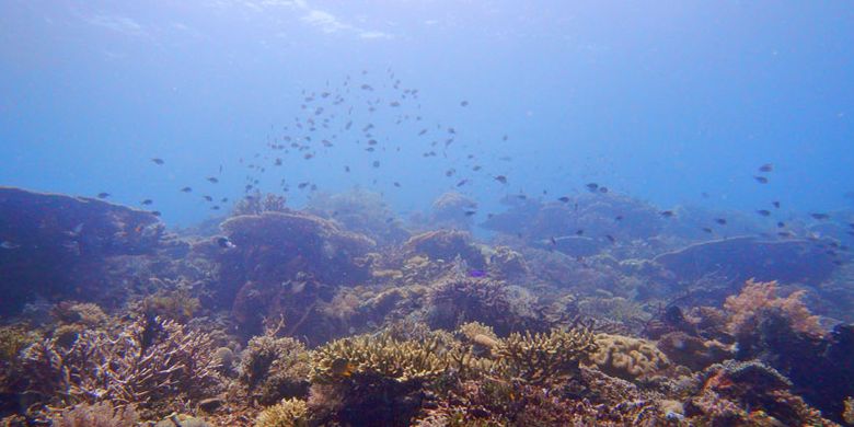 Suasana bawah laut di Pulau Atauro, Timor Leste.