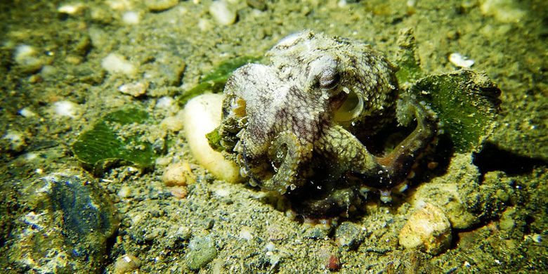 Baby Octopus di Tasitolu, Dili, Timor Leste.