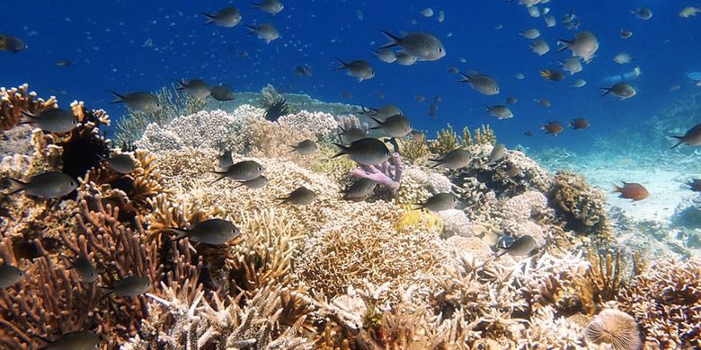 Alam bawah laut di dive site Coral Garden, Pulau Atauro, Dili, Timor Leste.