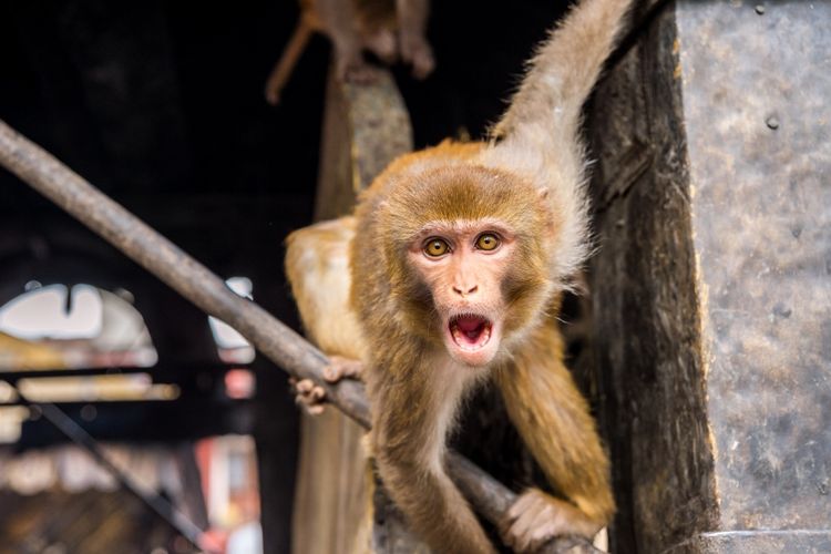 Kera rhesus macaque yang banyak tersebar di Asia.