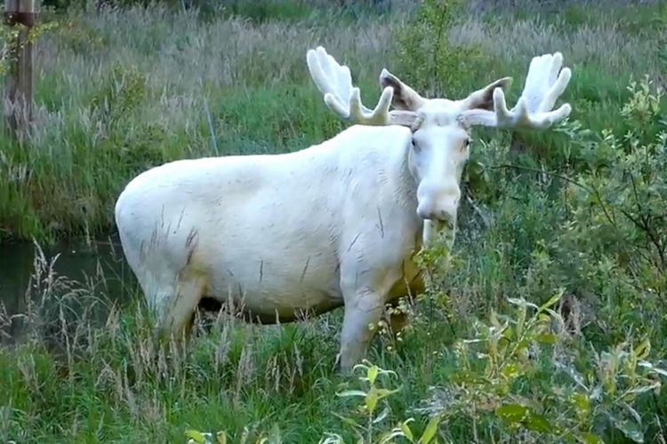 Mungkinkah Penyakit Rusa Zombie Dapat Menular Ke Manusia