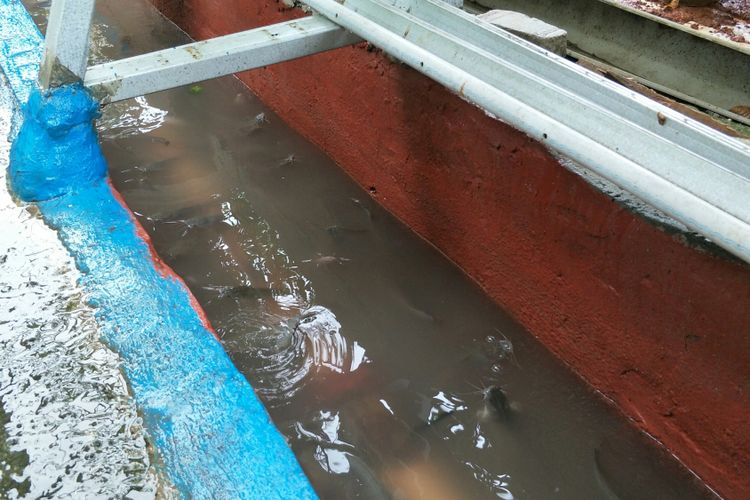 Kolam ikan lele di saluran air di RT 001 RW 001 Kelurahan Pengadegan, Jakarta Selatan, Rabu (25/4/2018).