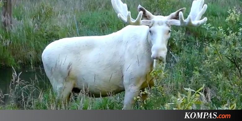 Mungkinkah Penyakit "Rusa Zombie" Dapat Menular ke Manusia? - Kompas.com