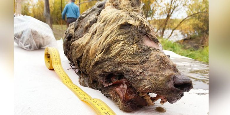 Kepala serigala raksasa yang ditemukan di Siberia.