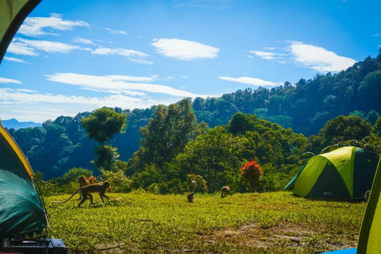 Kera-kera turun dari gunung dan berkeliaran di area camping di Bumi Perkemahan Sukamantri, Bogor, Jawa Barat.