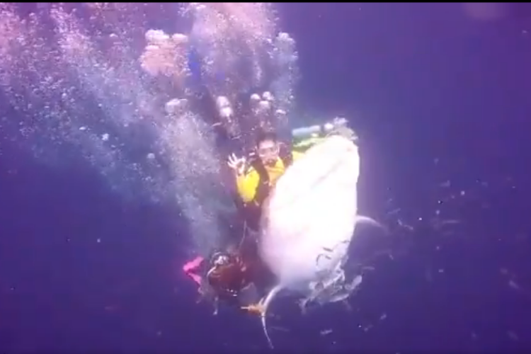 Video seorang penyelam menunggangi seekor hiu paus di Teluk Cenderawasih Papua, tersebat di media sosial setelah diunggah akun Twitter Kaka Slank @fishGOD Kamis (9/8/2018) malam.