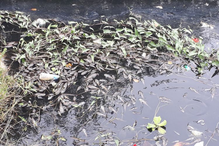 Tampak ribuan ikan sapu-sapu mati mengambang di tepian Kali Bekasi, Jalan Veteran, Kota Bekasi, Kamis (27/9/2018).