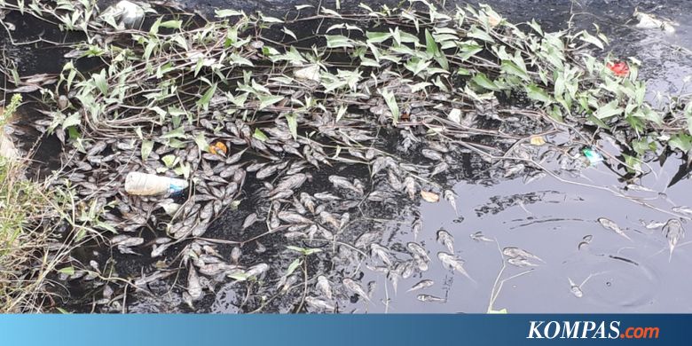 Air Kali Bekasi Tercemar, Ribuan Ikan Sapu-Sapu Mati