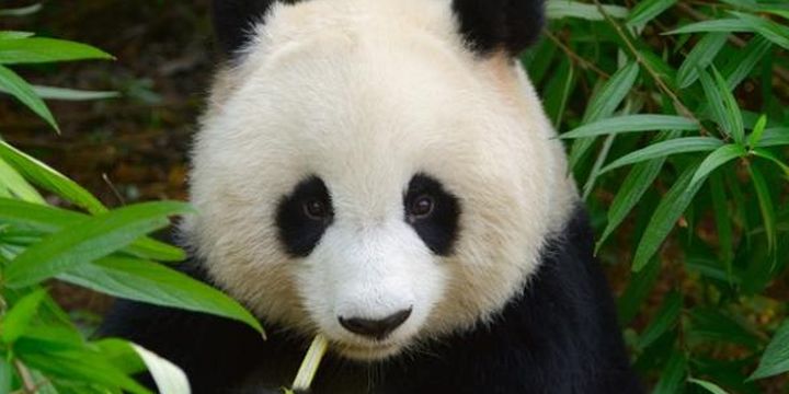 Mengapa Panda Sangat Menggemaskan Sains Menjawabnya