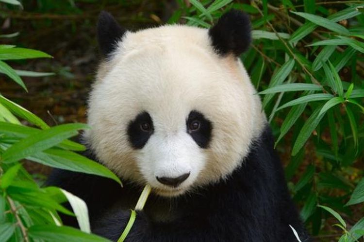 Mengapa Panda sangat Menggemaskan? Sains menjawabnya 