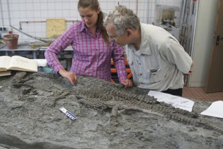 Ahli paleontologi Tanja Wintrich dan Martin Sander meneliti fosil plesiosaurus