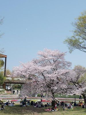 6 Spot Sakura Di Fukuoka Yang Wajib Dikunjungi Meskipun Hanya Satu