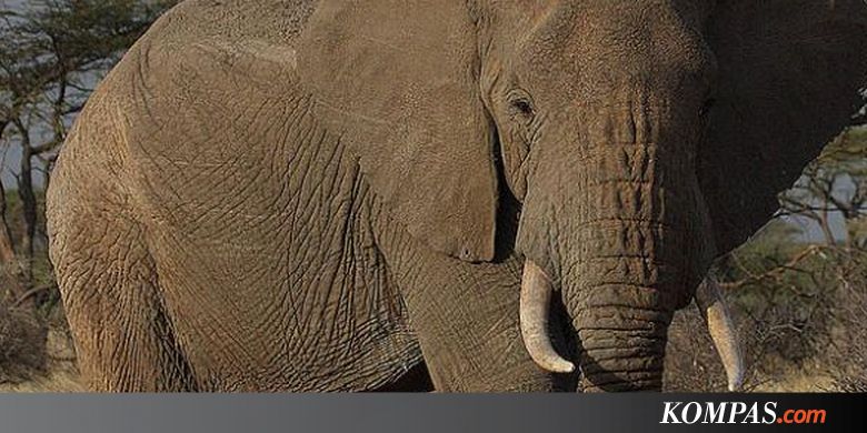 Spesies Gajah Baru Ditemukan, Kini Totalnya Ada 3 di Dunia - Kompas.com