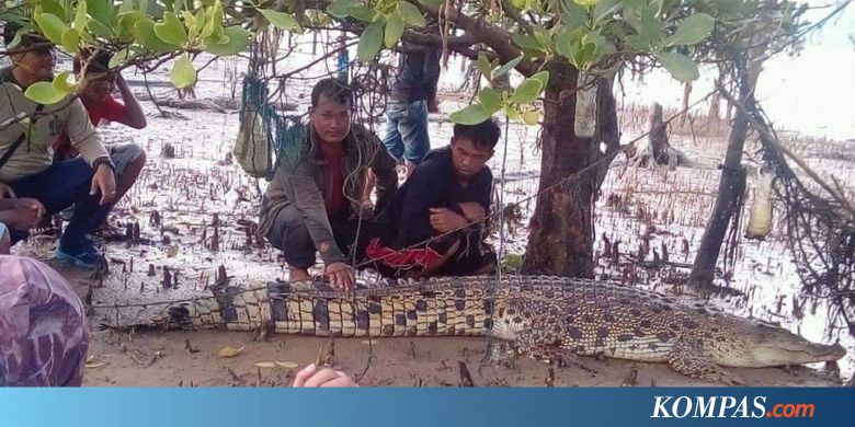 Heri Menghilang Setelah Bergelut dengan Buaya 7 Meter yang Menerkamnya
