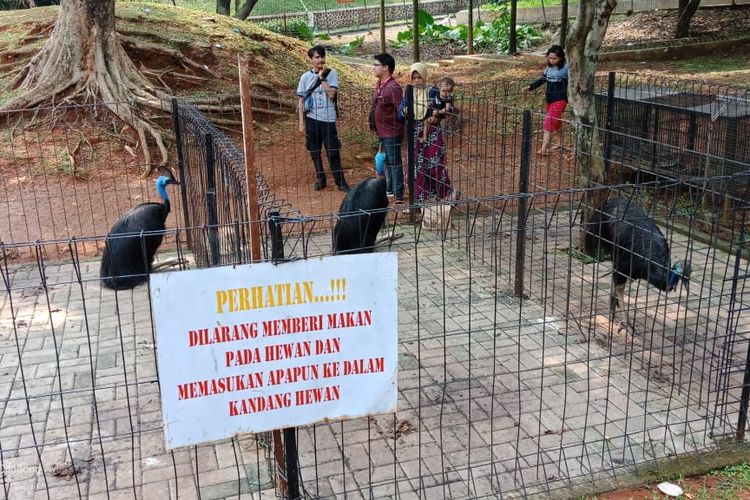 Keadaan  kondisi kolam renang Kostrad Cilodong, Depok, saat ini, Selasa (11/6/2019).