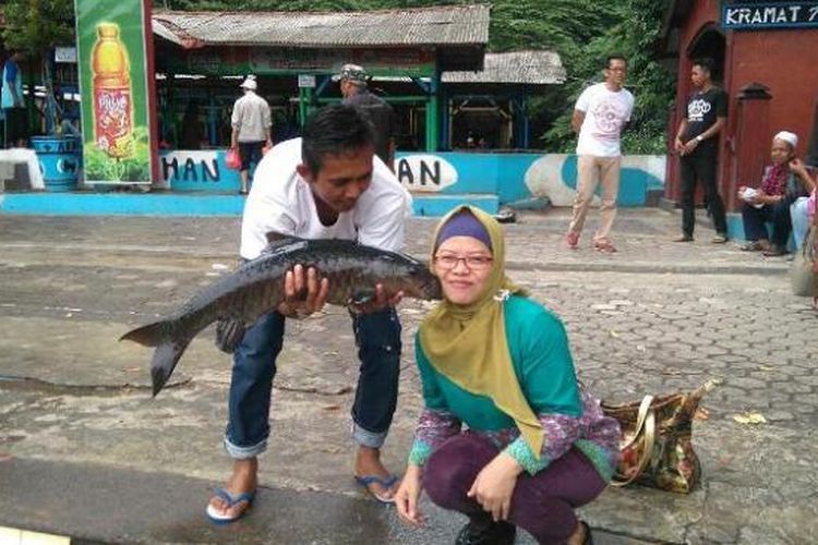 Salah satu atraksi di Cibulan adalah merasakan sensasi dicium ikan dewa yang diyakini sebagai titisan Raja Pajajaran, Prabu Siliwangi.