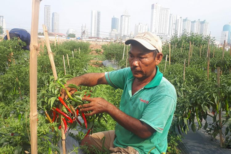 Seorang warga Petamburan, Kecamatan Tanah Abang, Jakarta Pusat bernama Andiya memanfaatkan lahan di bantaran Kali Ciliwung untuk membuka lahan pertanian cabai. Foto diambil Jumat (19/10/2018).