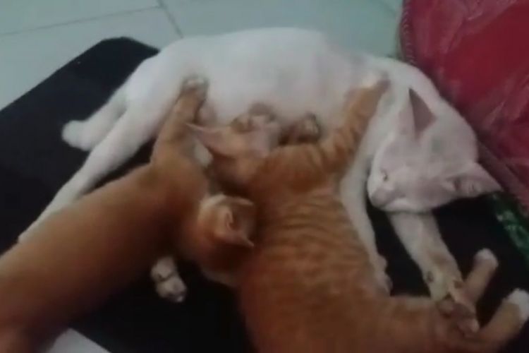 Kondisi terkini kucing yang fotonya saat digantung viral di media sosial.