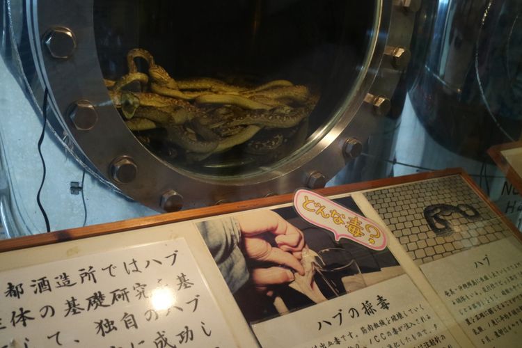 Habu sake, minuman keras khas Okinawa yang melarutkan ular berbisa ke dalam cairan awamori. Tampak dalam foto adalah proses pembuatan habu sake, di mana puluhan ular habu direndam ke dalam cairan ethanol selama satu bulan.