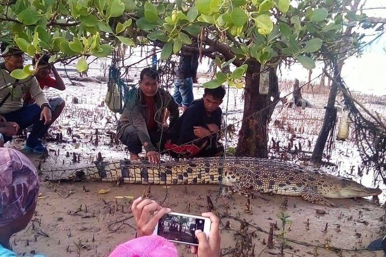 Sejumlah warga Nunukan nekat melakukan swafoto dengan buaya muara liar yang terluka setelah berkelahi dengan sesama buaya. Meski terluka, buaya muara sangat berbahaya untuk didekati. Selama tahun 2017, laporan dari Kantor Pencarian dan Pertolongan Kabupaten Nunukan mencatat lebih dari 5 warga Nunukan menjadi korban diserang buaya. (Foto: Suprapto)