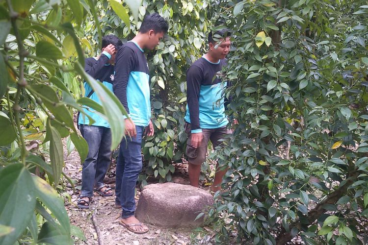 Bebatuan berbentuk bundar yang diduga peninggalan penguasa Kota Kapur tempo dulu yang masih tersisa di tengah perkebunan lada penduduk setempat.