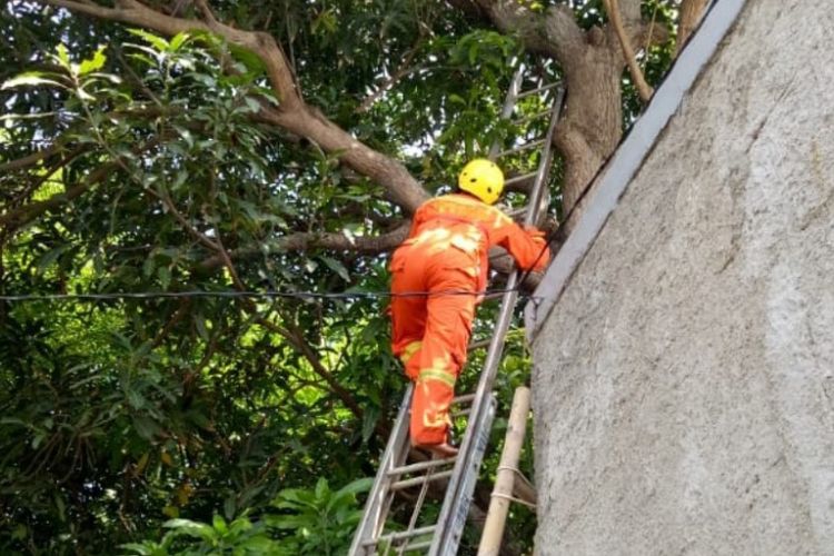 Petugas berupaya mengevakuasi seekor ular sanca dari sebuah pohon di Kalideres, Jakarta Barat, Senin (11/2/2019).