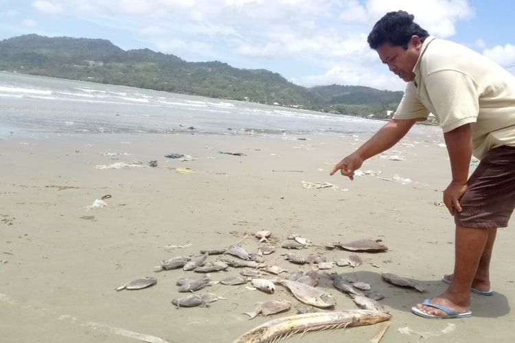 Puluhan ekor ikan ditemukan mati terdampar di Pantai Desa Passo, Kecamatan Baguala, Ambon, Senin (16/9/2019). 