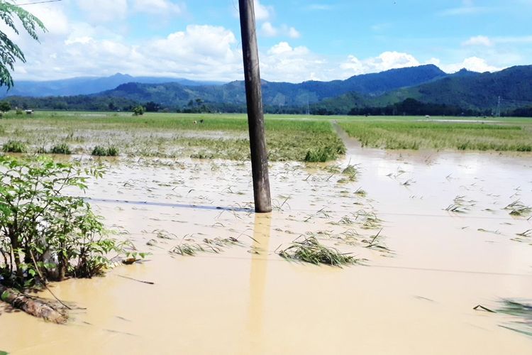 Sebanyak 500 hektar padi sawah rusak diterjang banjir di 4 kecamatan di Kabupaten Luwu, Sulawesi Selatan, Jumat (14/06/2019)