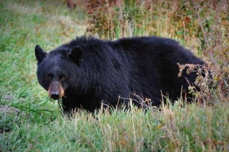 Seekor beruang hitam.