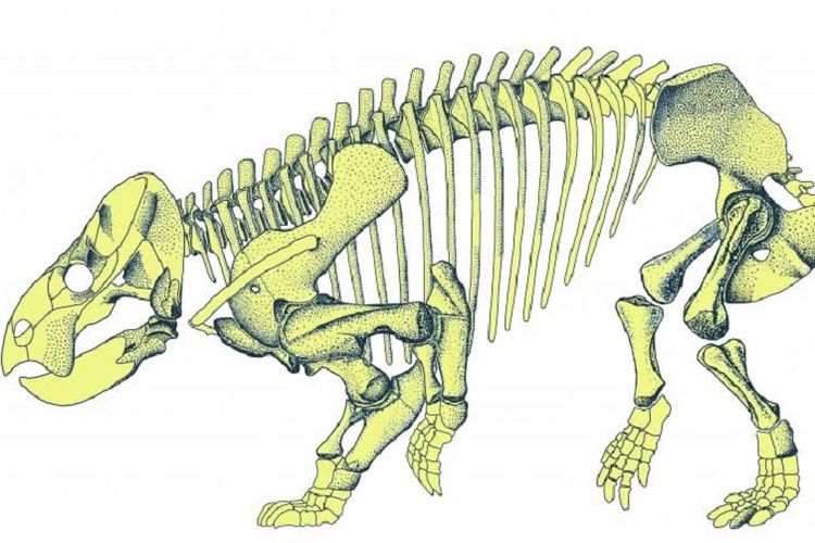 Ilustrasi tulang Lisowicia bonjani