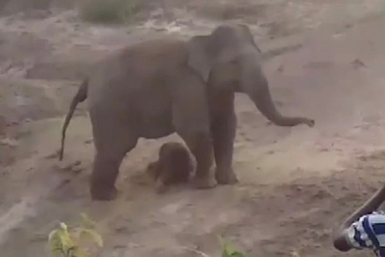 Potongan rekaman video memperlihatkan seekor induk gajah melindungi bayi yang baru saja dilahirkannya. Induk itu kemudian menyerang warga dengan satu orang dilaporkan tewas di West Bengal, India.