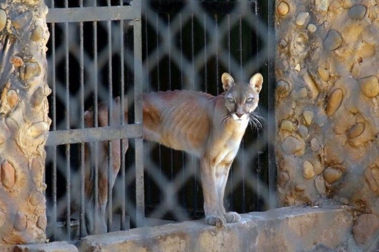 Puma di kebun binatang Zulia, Venezuela. (AFP via Yahoo News)