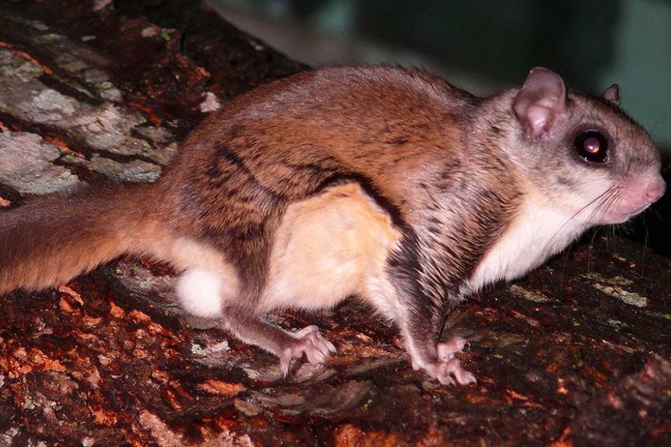 Tupai terbang New World (Glaucomys) bisa berubah warna menjadi merah muda saat di bawah sinar UV.