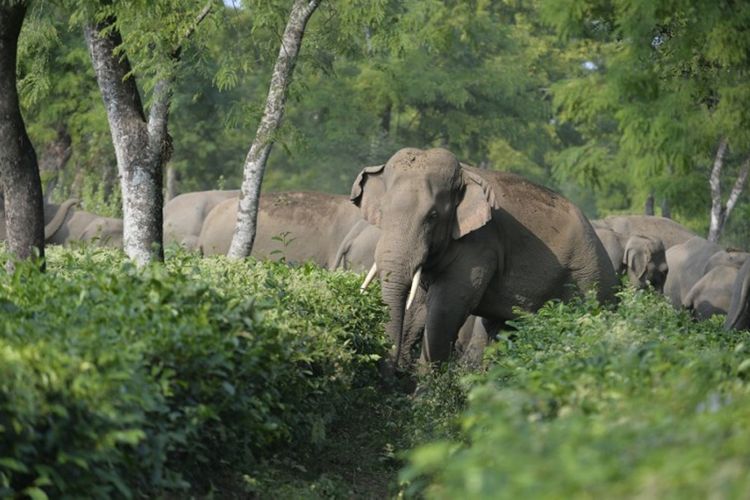 46 gajah liar berjalan melintasi Taman Teh Gangaram, sekitar 38 km dari Siliguri pada 29 November 2017. Gajah Asia terdaftar sebagai hewan yang terancam punah. Tingginya populasi manusia merusak habitat alami gajah dan mereka dipaksa pindah ke tempat lain.