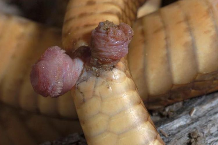 Organ kelamin pada ular dan kadal disebut hemipenis. Mereka memiliki dua alat kelamin sekaligus. Ini adalah dua hemipen seekor kobra Cape jantan (Naja nivea) di Afrika Selatan.