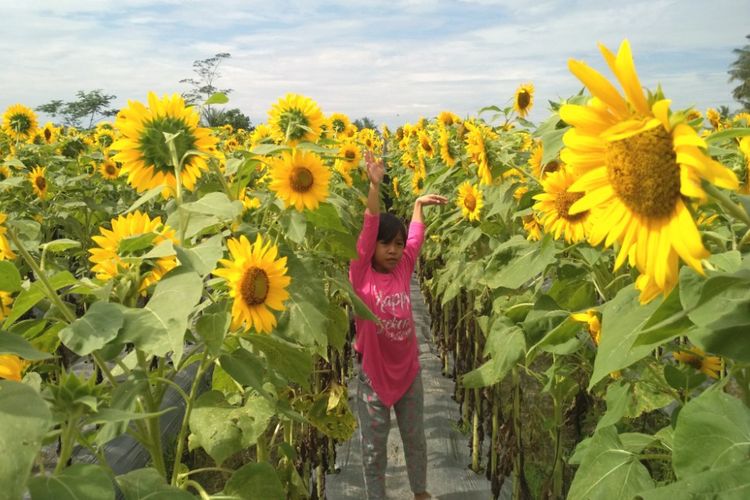  Taman  Dewari Spot Selfie dengan Hamparan Bunga  Matahari  