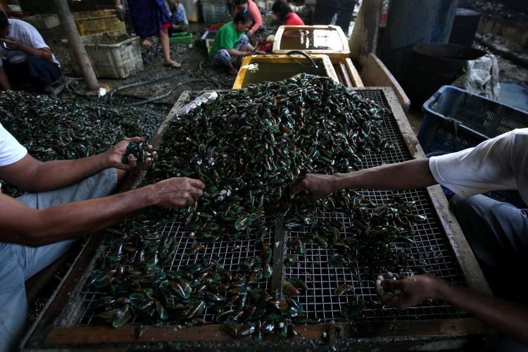 Buruh menyortir kerang hijau yang diolah di Kampung Kerang Hijau, Kalibaru, Cilincing, Jakarta Utara, Jumat (5/8/2018). Sejak 1981, budidaya kerang di Teluk Jakarta menjadi gantungan hidup ribuan orang.