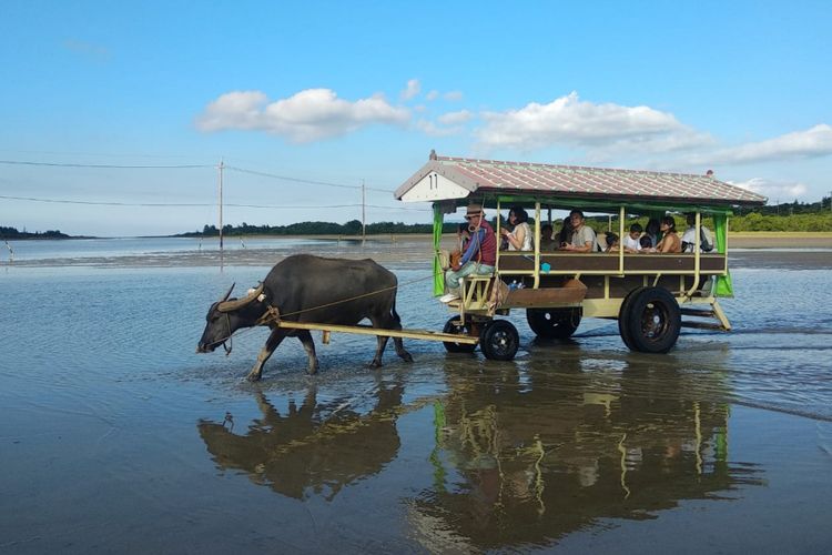 Becak kerbau yang dimanfaatkan sebagai alat transportasi untuk menyeberang dari Pulau Iriomote menuju Pulau Yubu dan sebaliknya. Kedua pulau itu masuk dakan gugusan pulau Yaeyama Island, Okinawa.