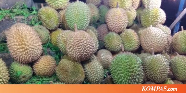 Absen 2 Tahun, Festival Durian Lolong Kembali Digelar