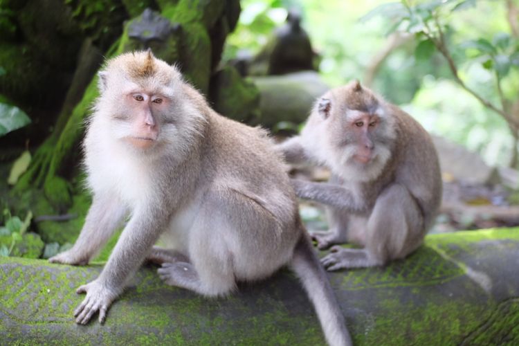 Monyet bali ekor panjang di Monkey Forest, Ubud.