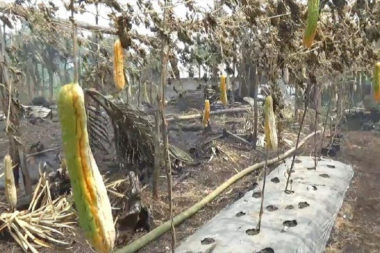 Tanaman pare milik Amin di Desa Kuala Dua, Kecamatan Sungai Raya, Kabupaten Kubu Raya, Kalimantan Barat gagal panen akibat dampak kebakaran hutan dan lahan, Kamis (8/8/2019).