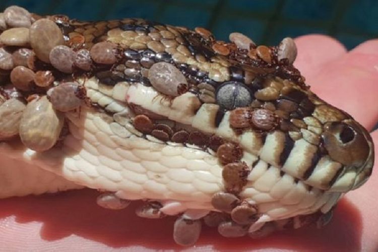 Kutu menyerang kepala ular piton di Australia