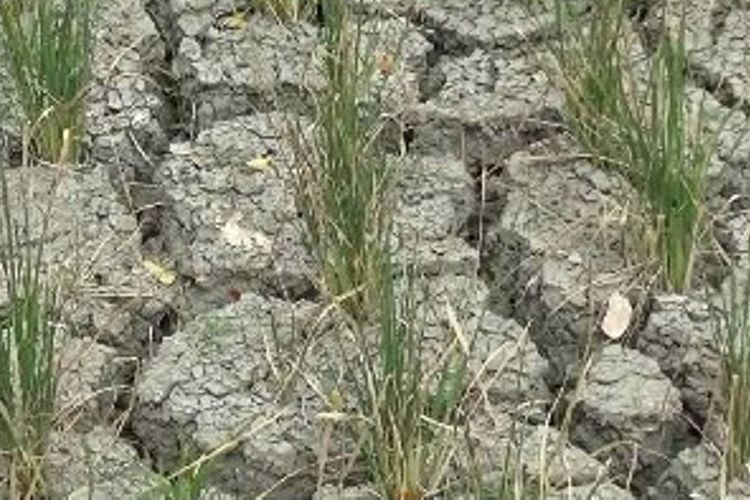 Ratusan hektar padi di Polman, sulawesi barat gagal panen karena mati kekeringan