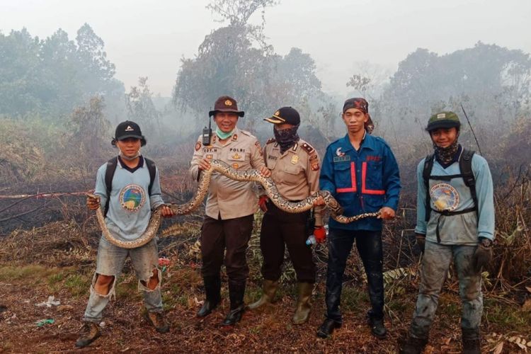 Ular piton yang ditemukan saat pemadaman kebakaran lahan di daerah Sungai Raya Dalam, Kabupaten Kubu Raya, Kalimantan Barat (22/8/2018)