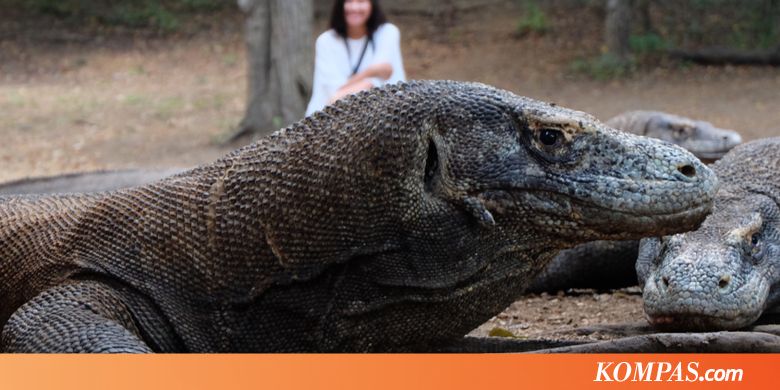 Pulau Ontoloe, Tempat Bersarang Komodo Flores