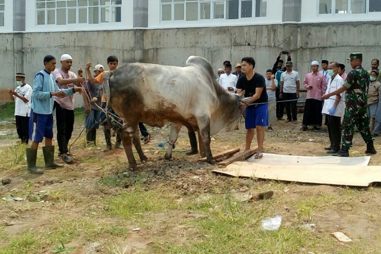 Pengelola Masjid Raya KH Hasyim Asyari bersiap menyembelih hewan kurban sumbangan Presiden Joko Widodo, Jumat (1/9/2017).