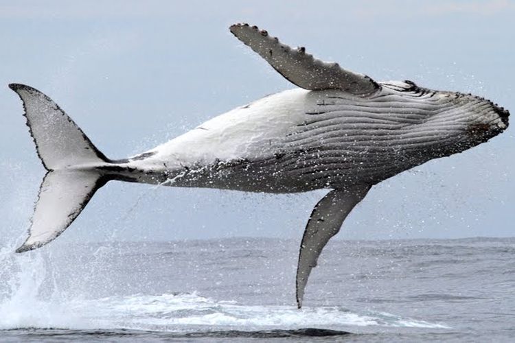 Selain dapat berenang dengan hiu paus, para pelancong juga bisa menyaksikan atraksi dari paus bungkuk bahkan berenang bersamanya.