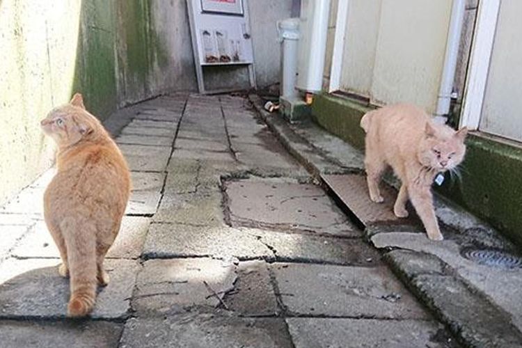 Kucing-kucing di dekat Enoshima Escalator. 